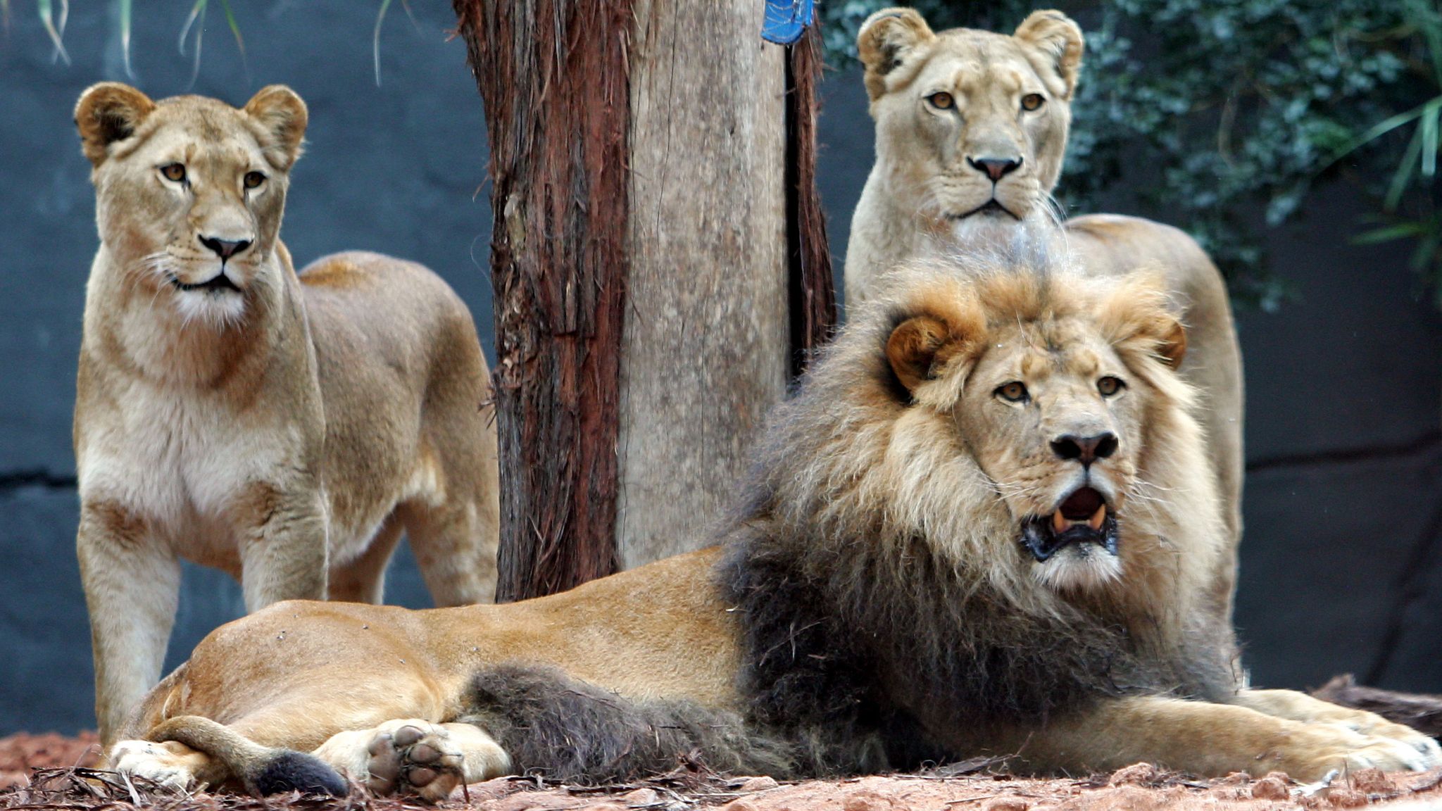 Συναγερμός στο Σίδνεϊ – Απέδρασαν λιοντάρια από ζωολογικό κήπο