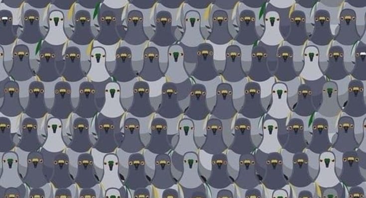 Οπτική ψευδαίσθηση γάτα