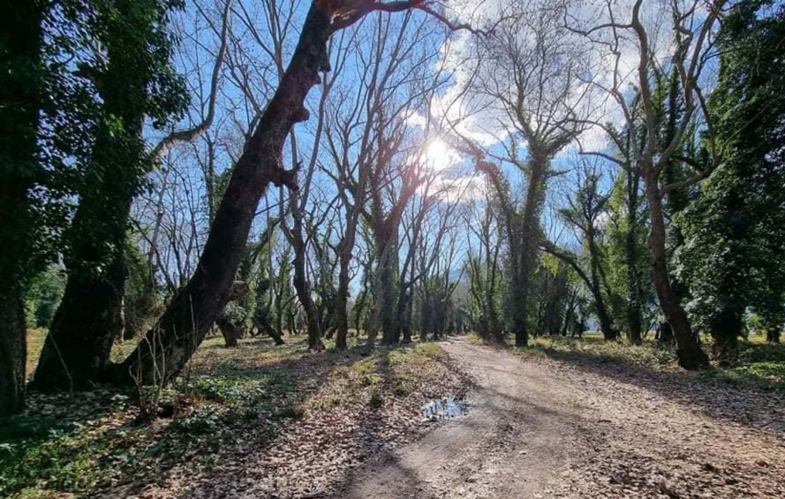 Φθιώτιδα: Θανατηφόρα ασθένεια “θερίζει” υπεραιωνόβια πλατάνια