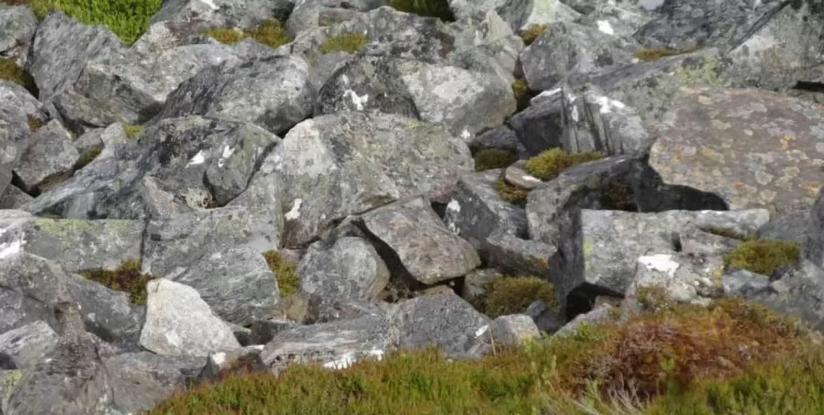 Οπτική ψευδαίσθηση: Μπορείτε να βρείτε το πουλί σε 7 δευτερόλεπτα;