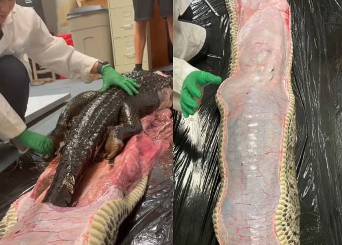 πύθωνας αλιγάτορας