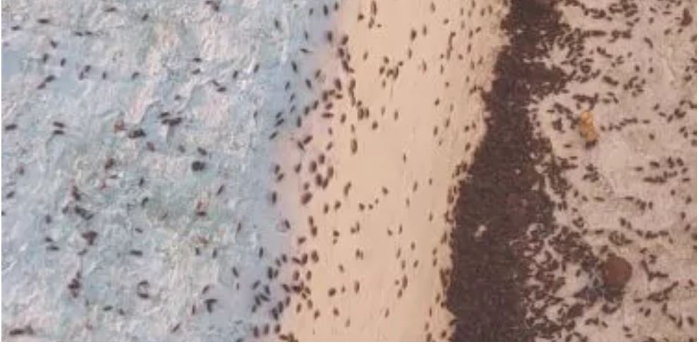 σκαθάρια στην Αχαΐα