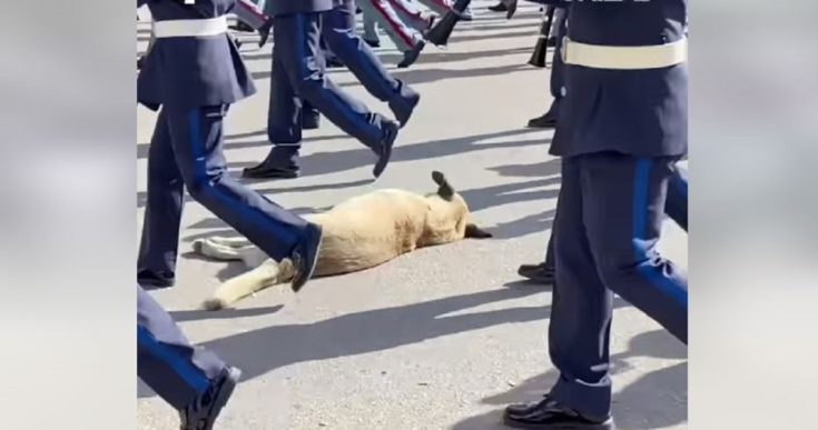 σκύλος Θεσσαλονίκη