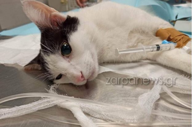 γάτα στα Χανιά