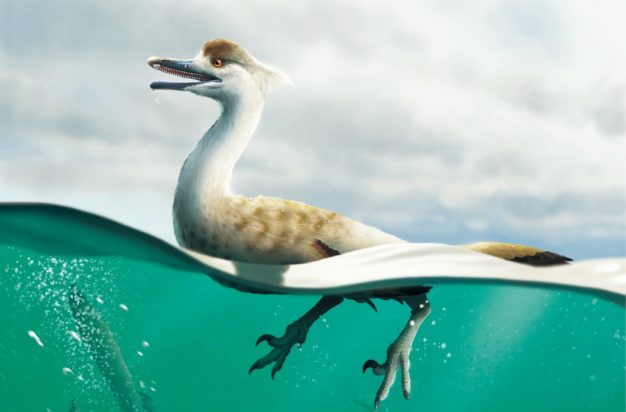 δεινόσαυρος Natovenator polydontus