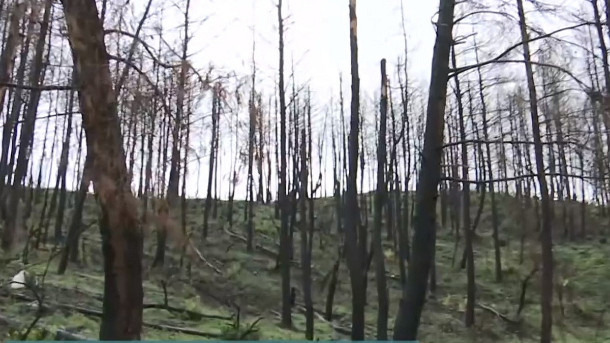 Βόρεια Εύβοια: Πάνω από 1.000 θέσεις εργασίας χάθηκαν λόγω της πυρκαγιάς του 2021
