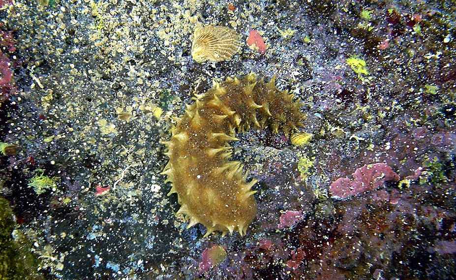 Θαλάσσια αγγούρια… 24 καρατίων: Κατασχέθηκαν 761 κιλά στην Κυλλήνη – Αγγίζει το 1 εκατομμύριο ευρώ η αξία τους