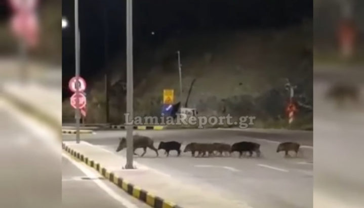 αγριογούρουνα