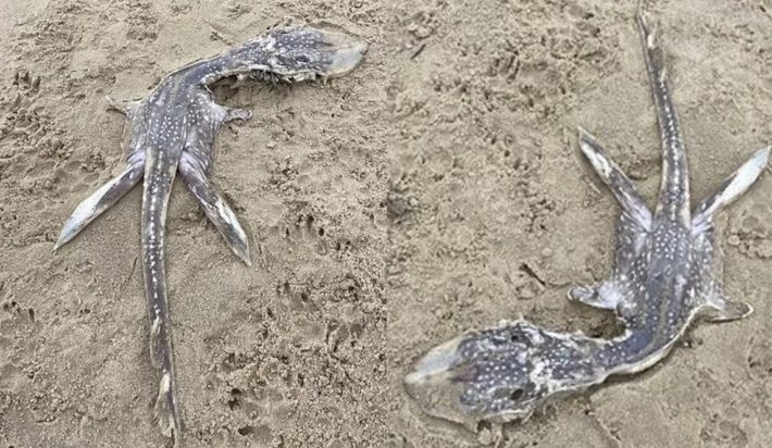 μίνι τέρας του Λοχ Νες