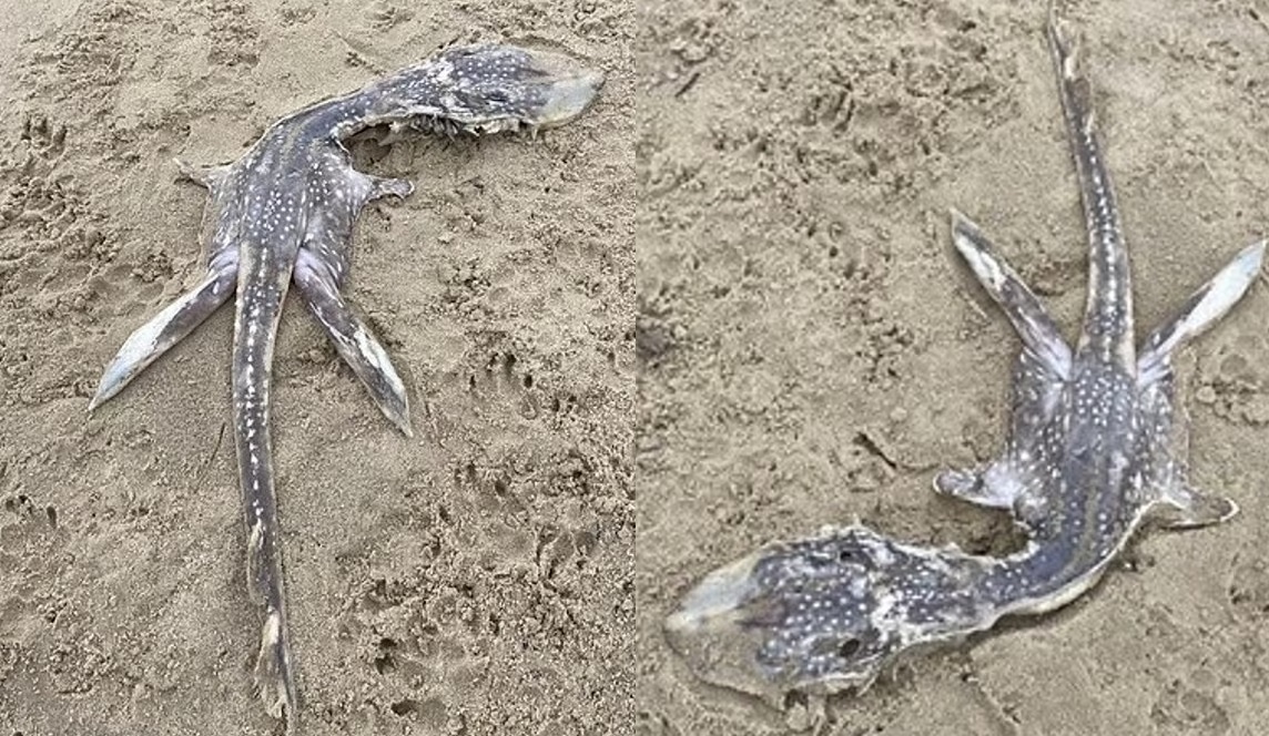 μίνι τέρας του Λοχ Νες