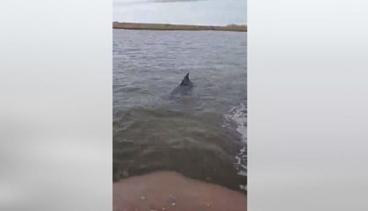 δελφίνι Έβρος