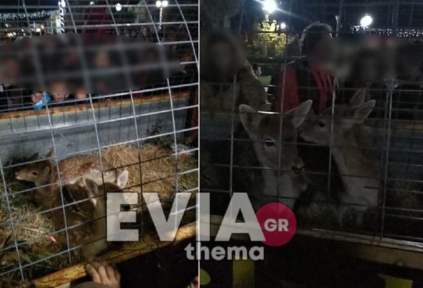 ελάφια Εύβοια