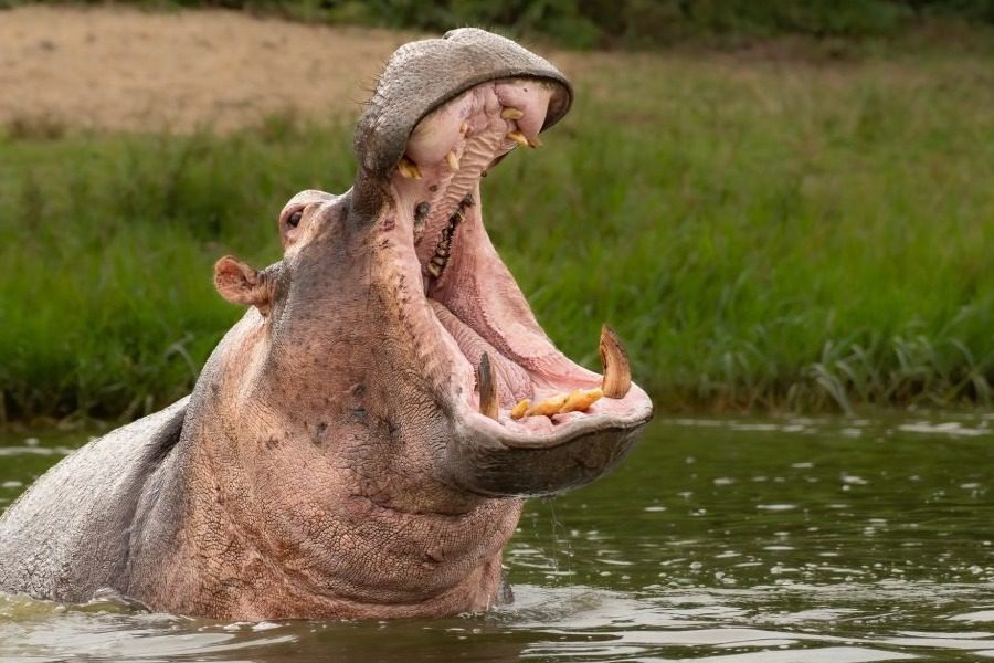 Ουγκάντα: Ιπποπόταμος κατάπιε 2χρονο παιδί και το έφτυσε ζωντανό