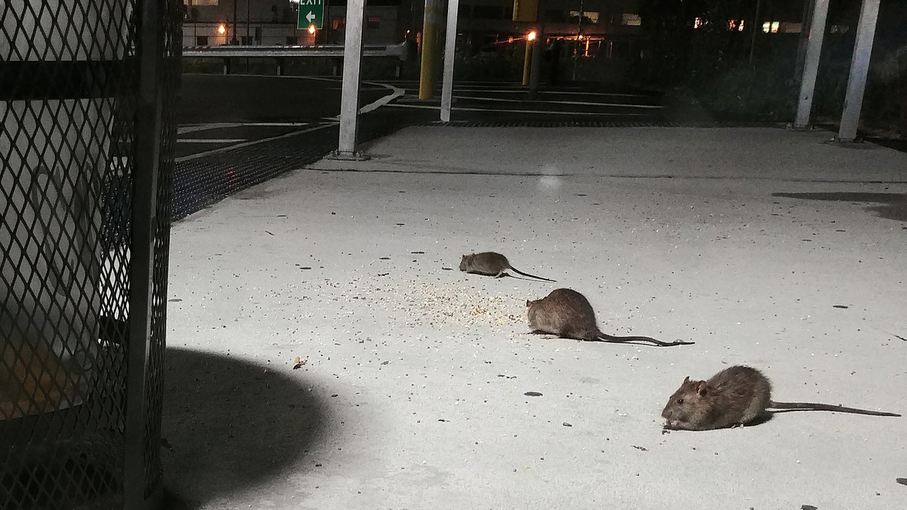 Η αγγελία που κάνει τον γύρο του διαδικτύου – «Πιάστε ποντίκια για 170 χιλιάδες»