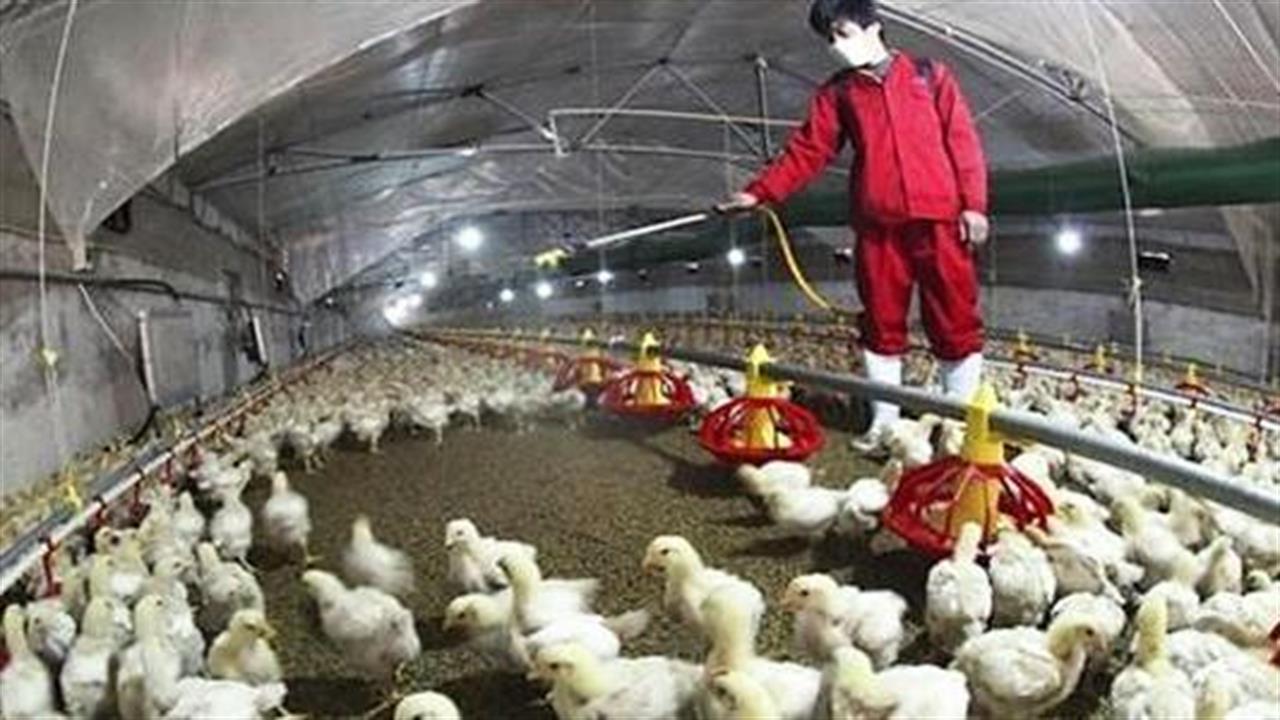 Η πιο καταστροφική γρίπη των πτηνών σαρώνει την Ευρώπη – Σχεδόν 50 εκατομμύρια σφαγές σε 37 χώρες