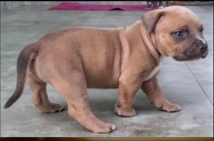 Άγρια ληστεία σε σπίτι στην Ουάσιγκτον – Άρπαξαν και ένα κουτάβι 5 εβδομάδων