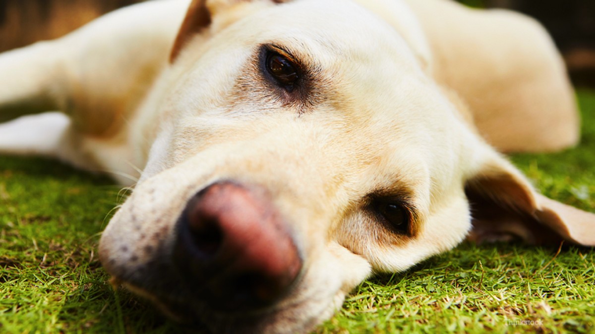 Κτηνωδία στη Φολέγανδρο: Έβαλαν δηλητήριο μέσα σε λουκάνικα