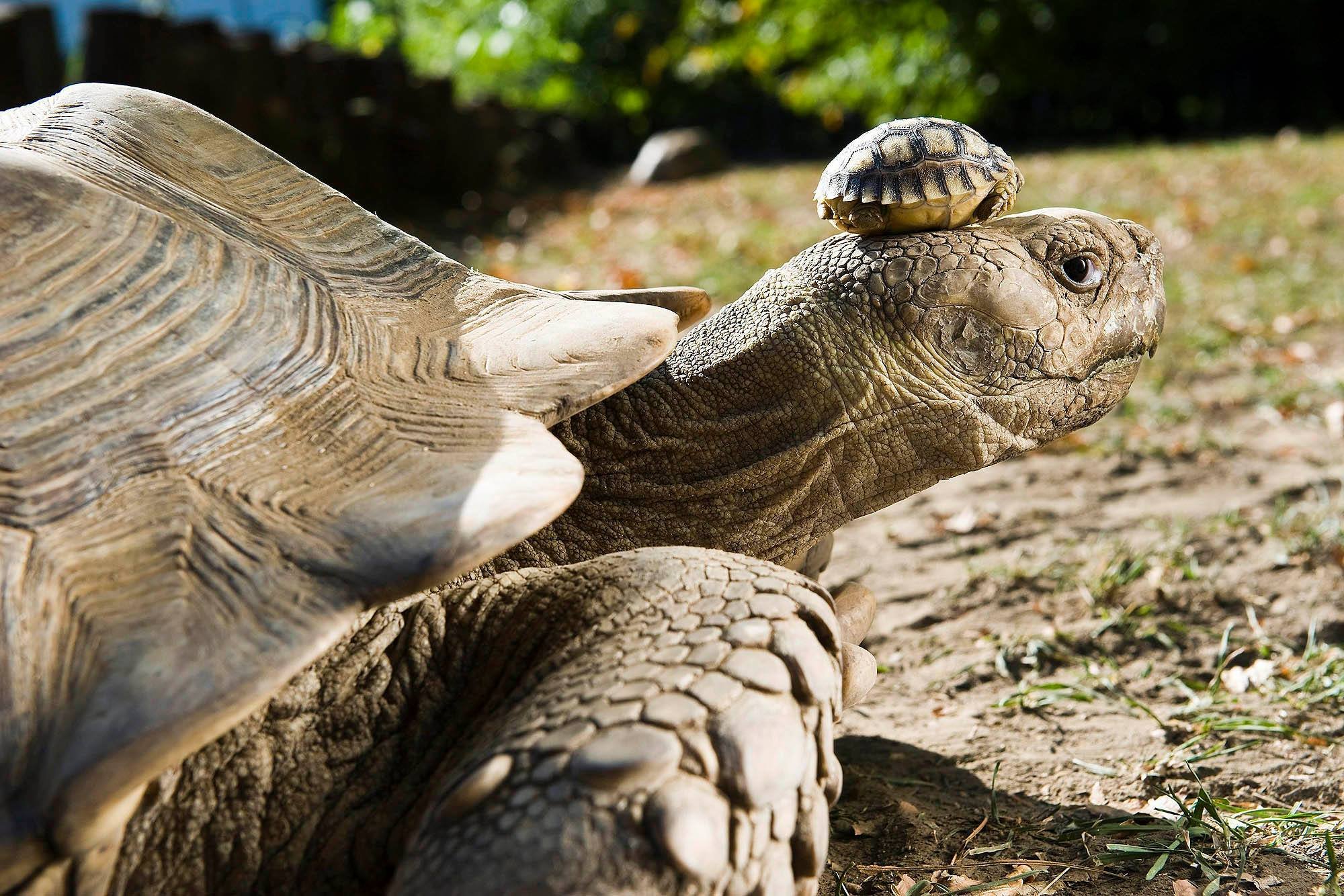 Βρετανία: Η γηραιότερη χελώνα στον κόσμο έγινε 190 ετών