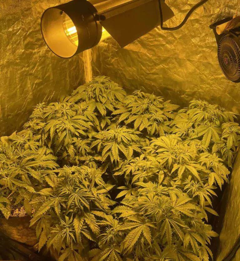 Βρήκαν και υδροπονική κάνναβη σε σπίτια στην Πάτρα