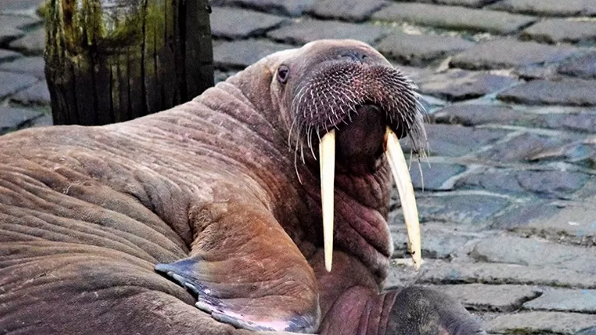 Γιόρκσαϊρ: Τα πυροτεχνήματα της Πρωτοχρονιάς ακυρώθηκαν για χάρη του θαλάσσιου ίππου Thor