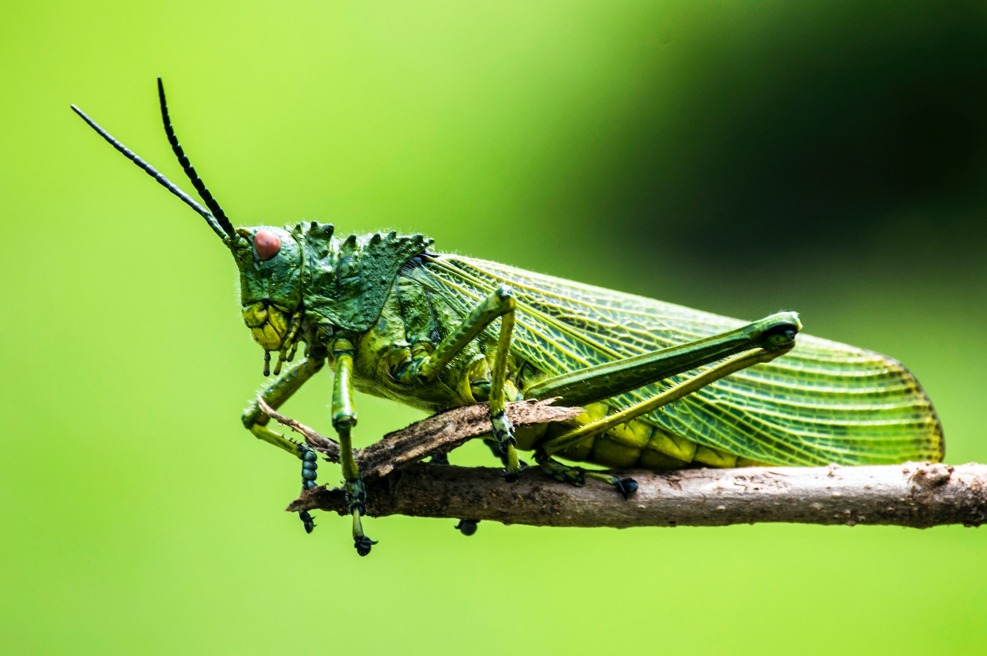 New material … hopping like a grasshopper