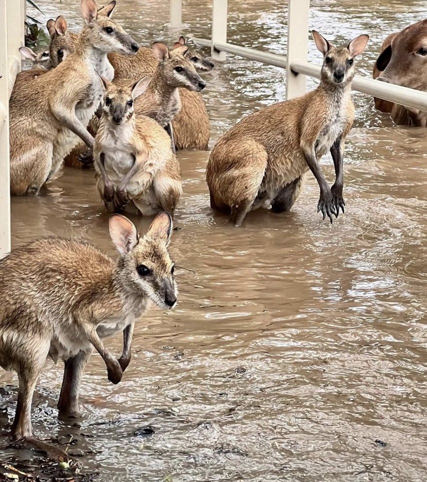 Αυστραλία πλημμύρες