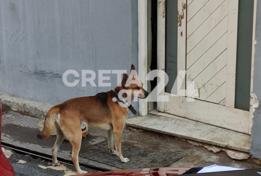 Έγκλημα στα Χανιά: Σπαρακτικές εικόνες με τον σκύλο του 53χρονου φύλακα