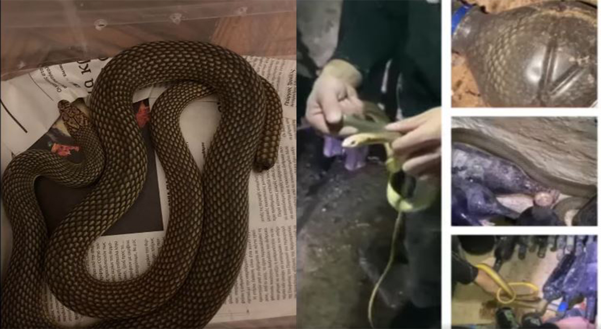 Θεσσαλονίκη: Τέσσερα μεγάλα φίδια είχαν κρυφτεί σε κελάρι με κρασιά – ΒΙΝΤΕΟ