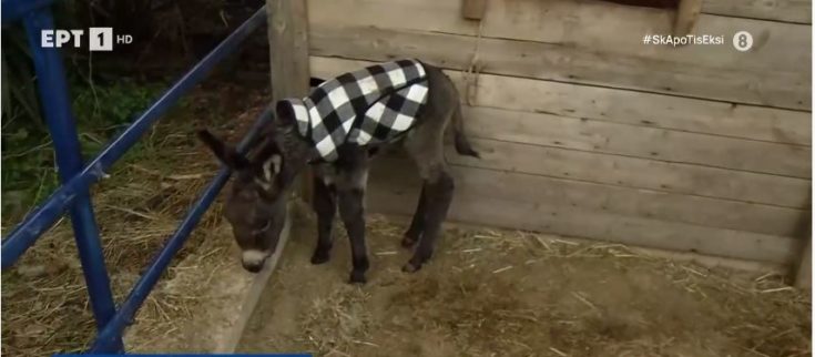 γαϊδουράκι στο Κορωπί