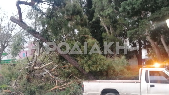 κακοκαιρία στη Ρόδο- Έπεσαν δέντρα