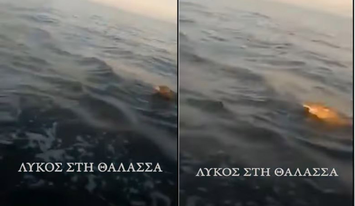 Λύκος μέσα στη θάλασσα στην Μαγνησία