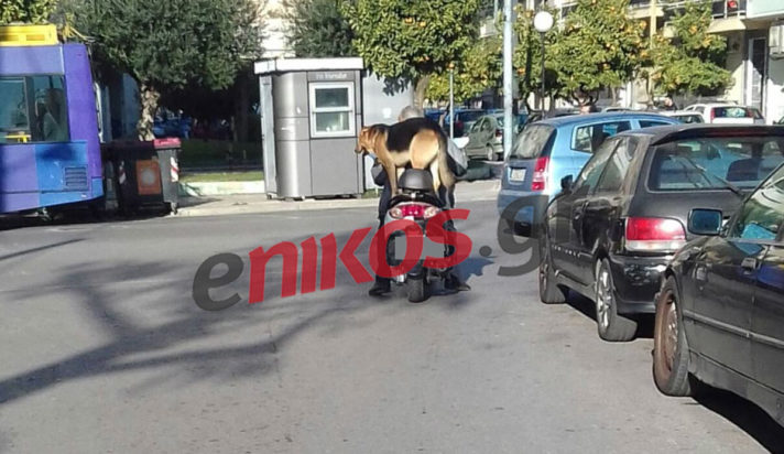 Περιστέρι - τσάρκα σκύλου