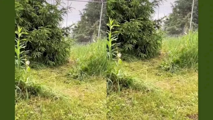 οπτική ψευδαίσθηση