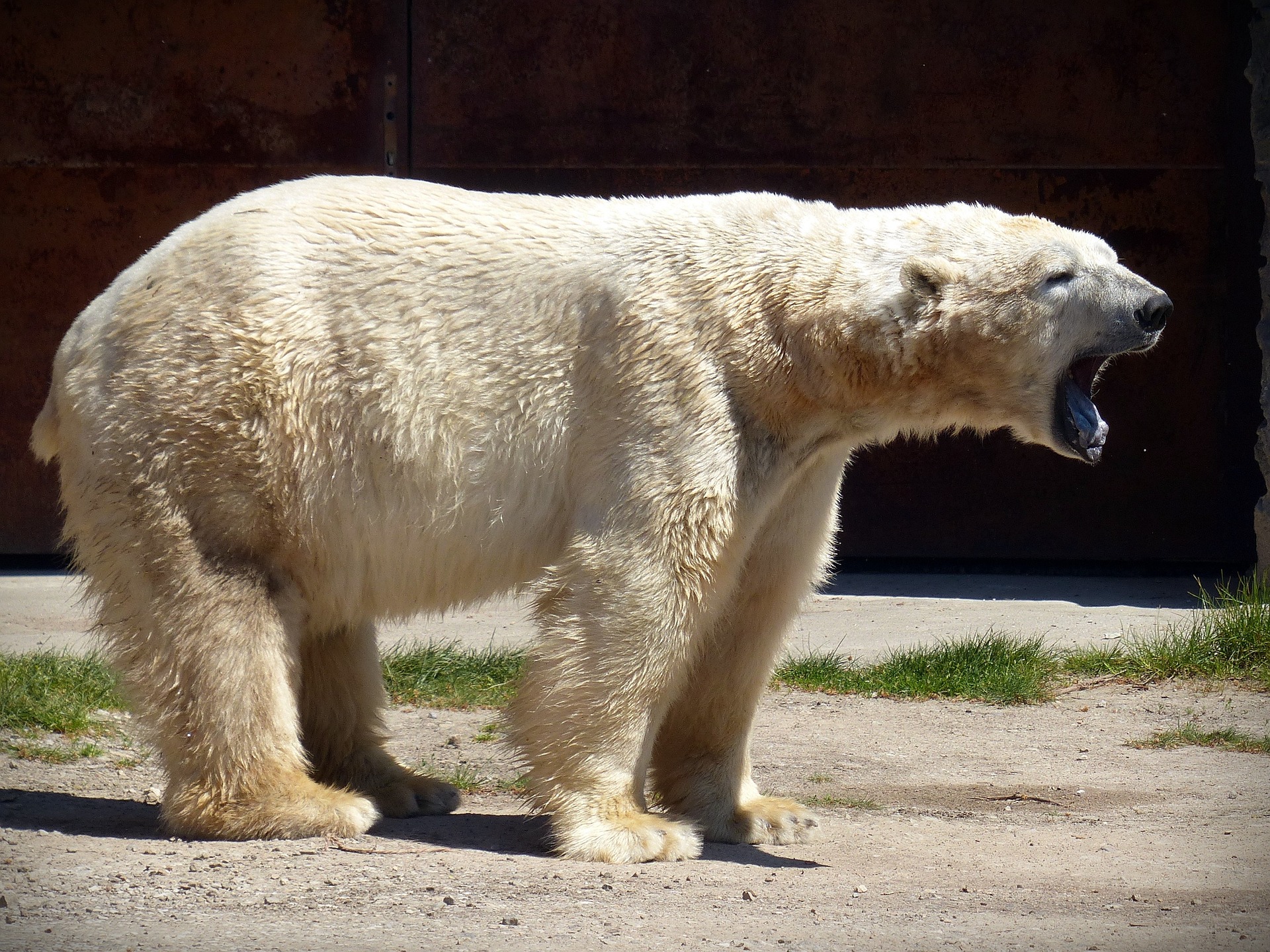 Πολική αρκούδα