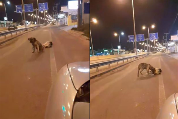 Σκύλος θρηνεί για τον τετράποδο φίλο του στην Κρήτη