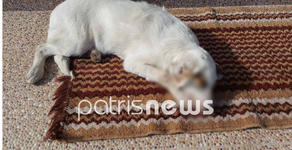 Σκύλος φόλα