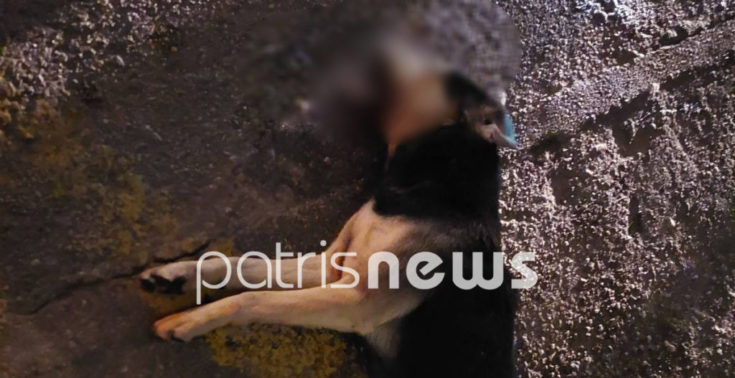 Φόλες σε αδέσποτα ζώα στο Βαρθολομιό