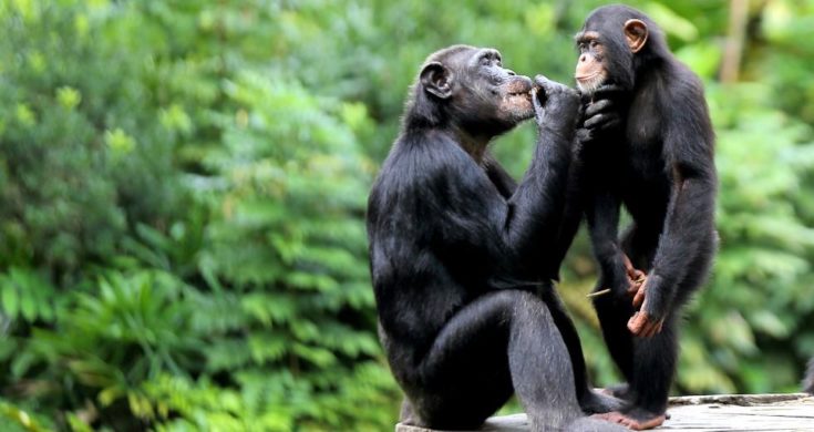 Χιμπατζήδες