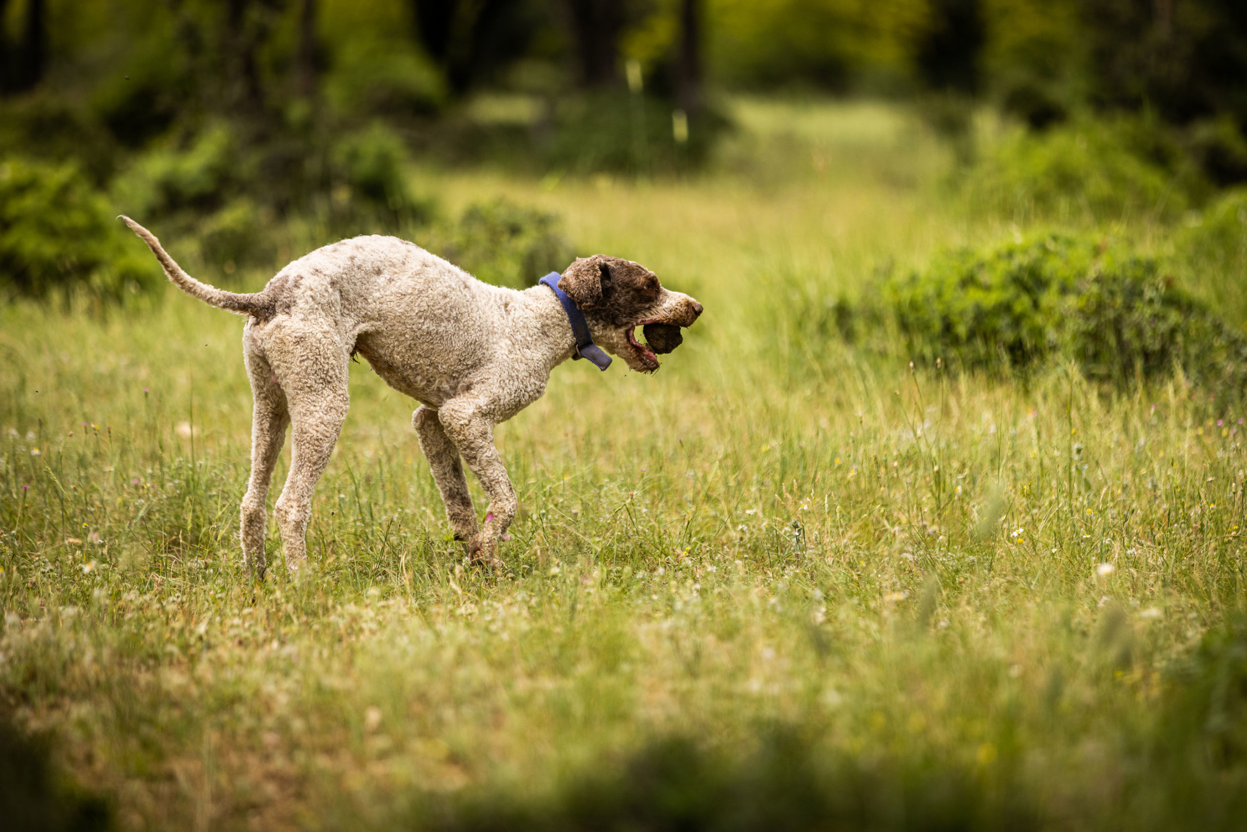 Κυνήγι Τρούφας στα Μετέωρα