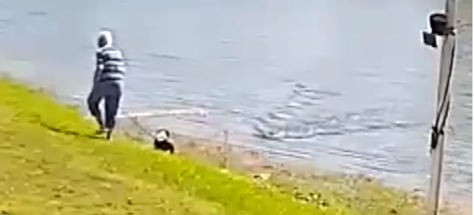 Επίθεση αλιγάτορα σε ηλικιωμένη στις ΗΠΑ