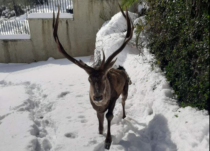 Ιπποκράτειος Πολιτεία: Τραυματισμένο ελάφι βρήκε καταφύγιο σε αυλή σπιτιού