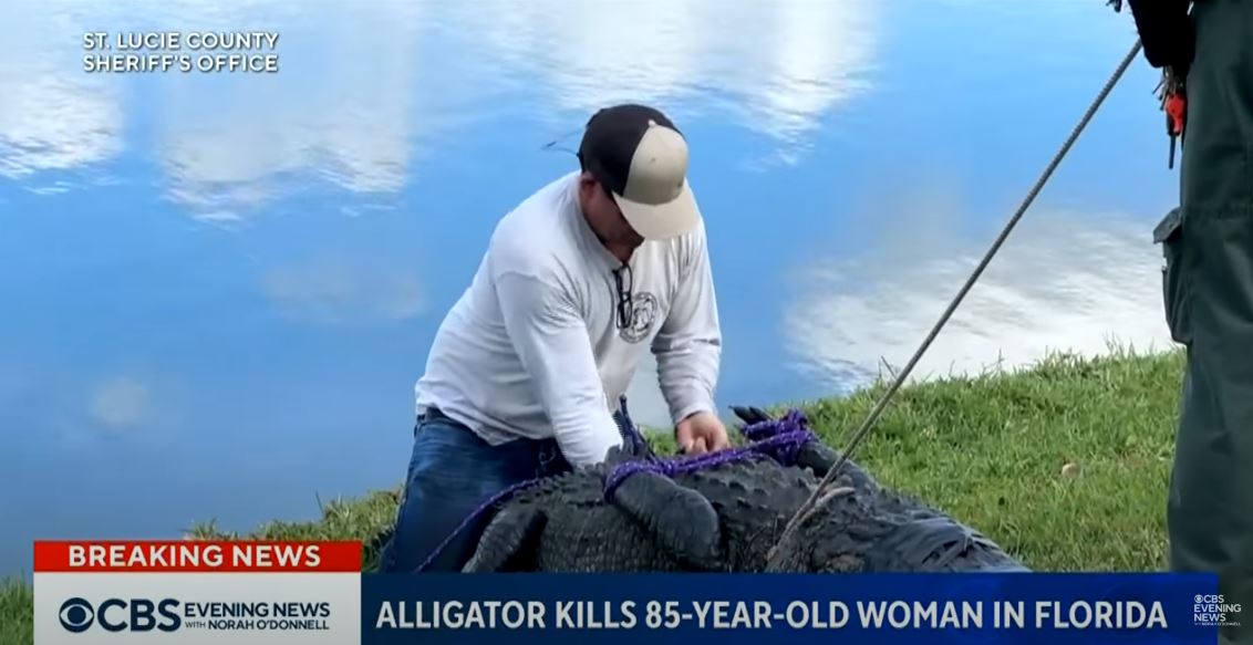 Φλόριντα ΗΠΑ αλιγάτορας