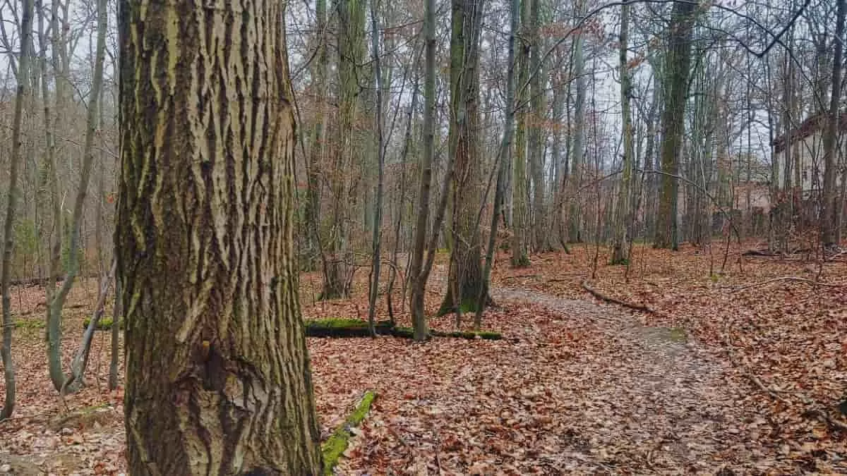 οπτική ψευδαίσθηση