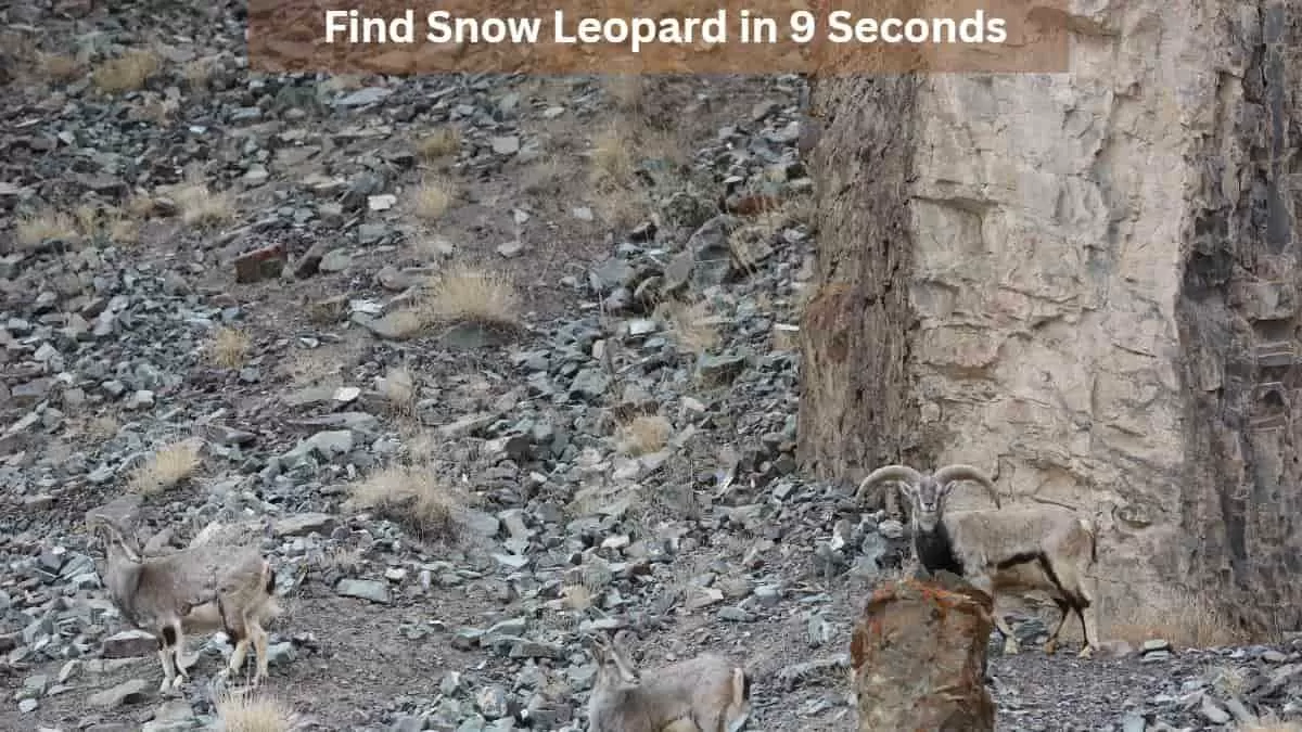 Η οπτική ψευδαίσθηση που τρελαίνει το διαδίκτυο: Μπορείς να βρεις τη λεοπάρδαλη σε 9 δευτερόλεπτα;
