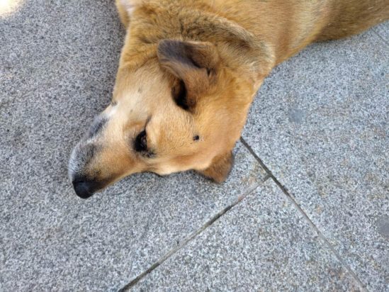 Ροδόπολη σκύλος