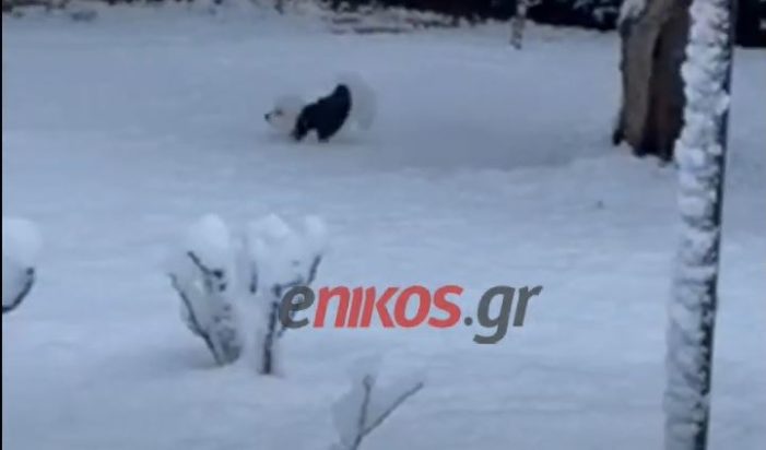 Σκύλος-χαλάνδρι-χιονι