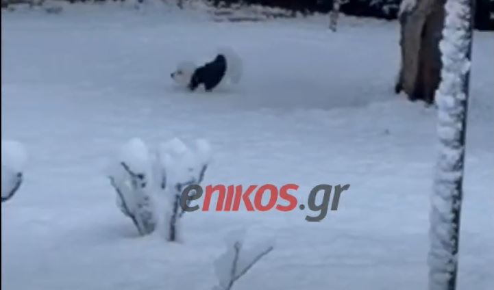 Σκύλος-χαλάνδρι-χιονι