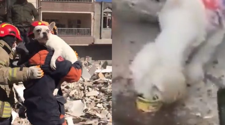 Τουρκία Σεισμός Σκύλος