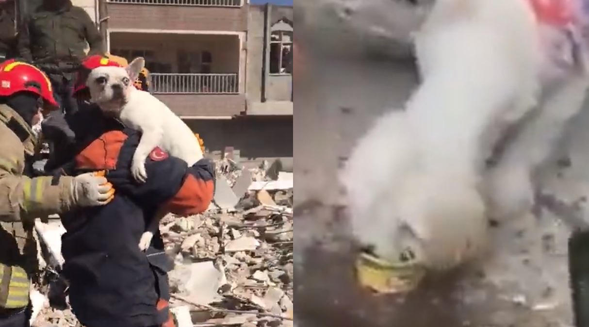 Τουρκία Σεισμός Σκύλος