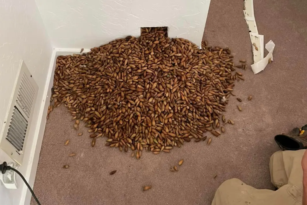 βελανίδια σπίτι